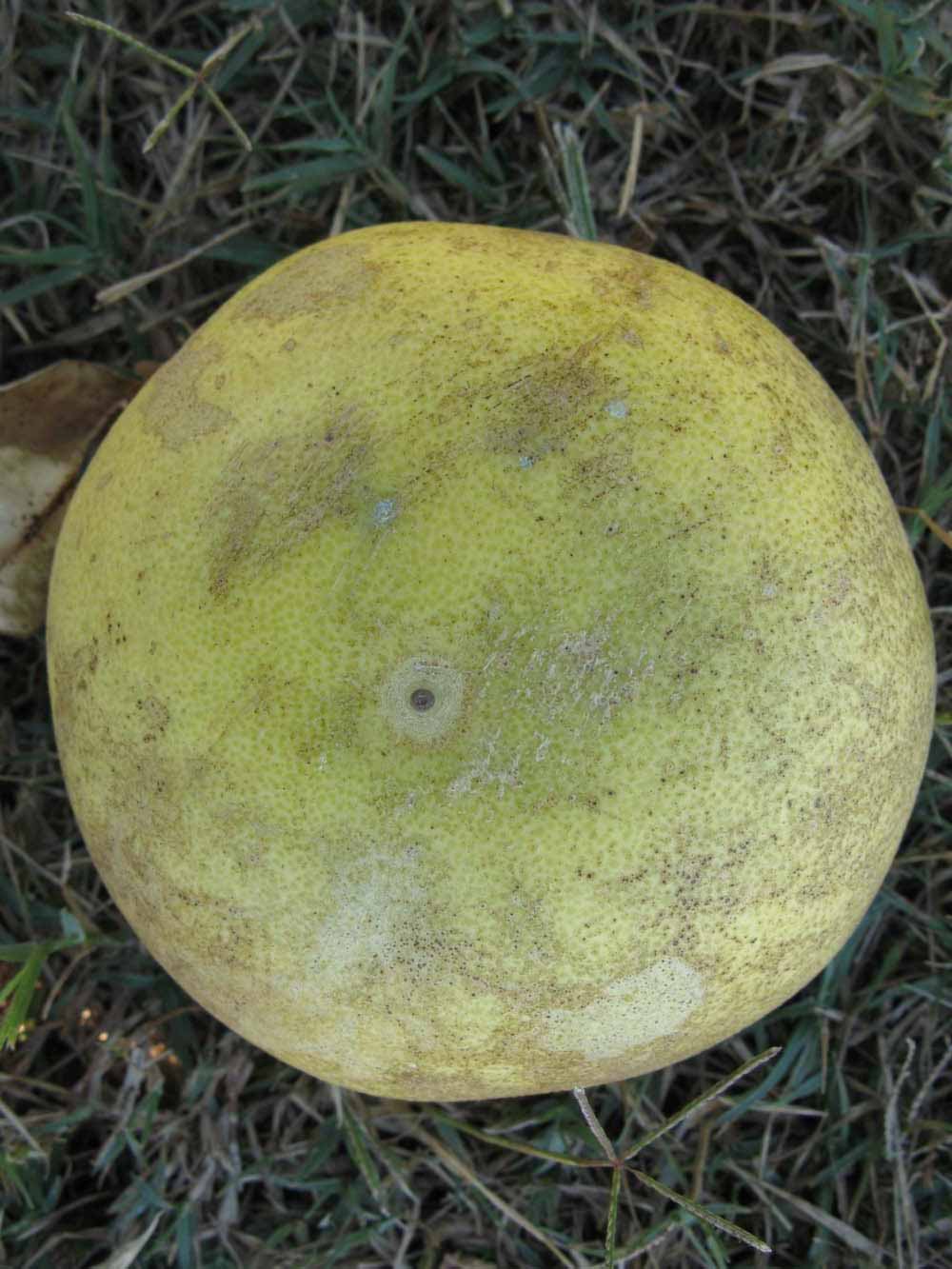              Fruit (Winter Haven, FL)       